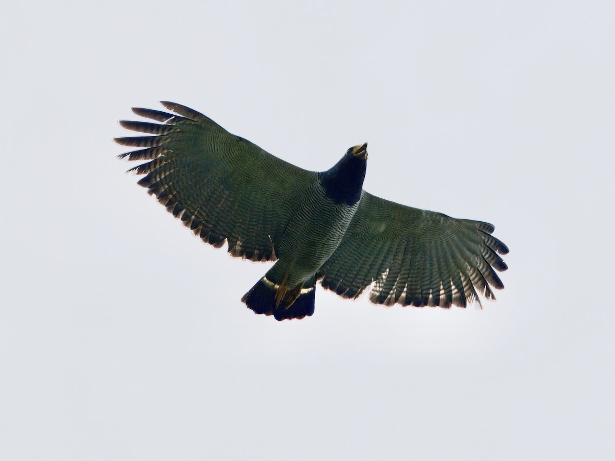 Barred Hawk - ML627768190