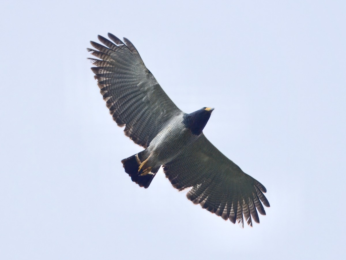 Barred Hawk - ML627768191