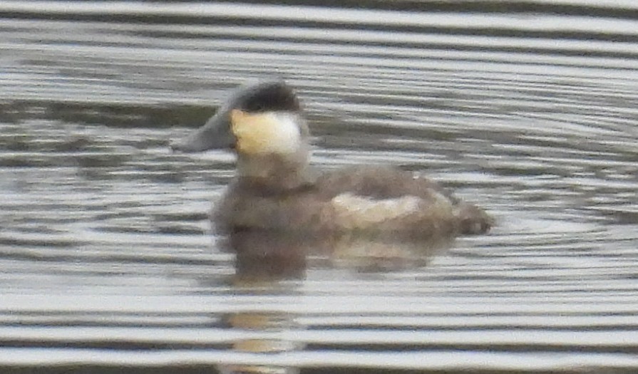 Ruddy Duck - ML627768360