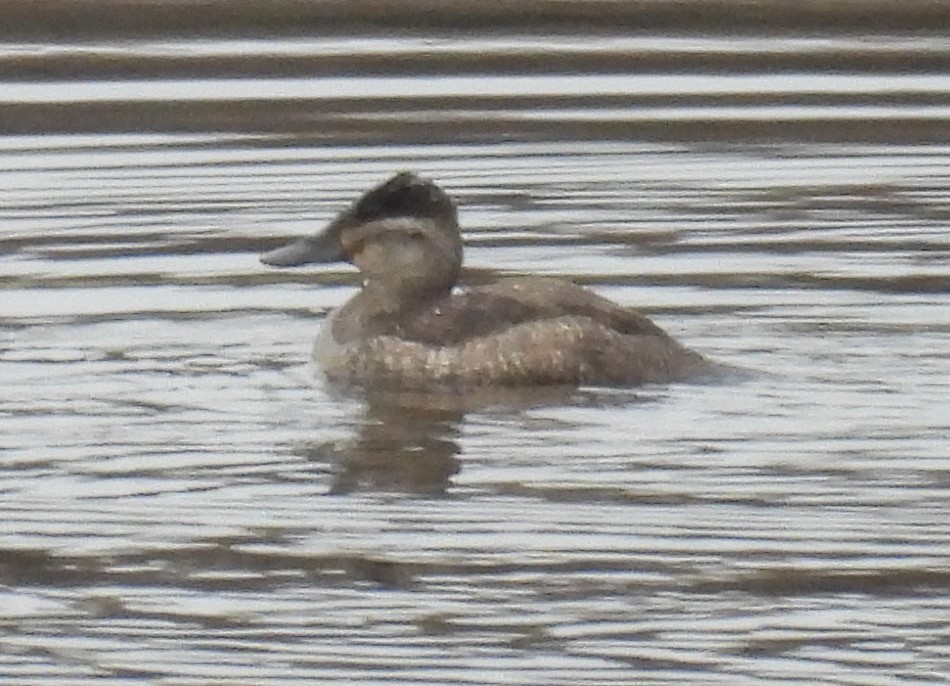 Ruddy Duck - ML627768361