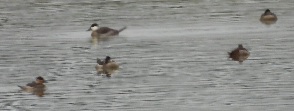 Ruddy Duck - ML627768363