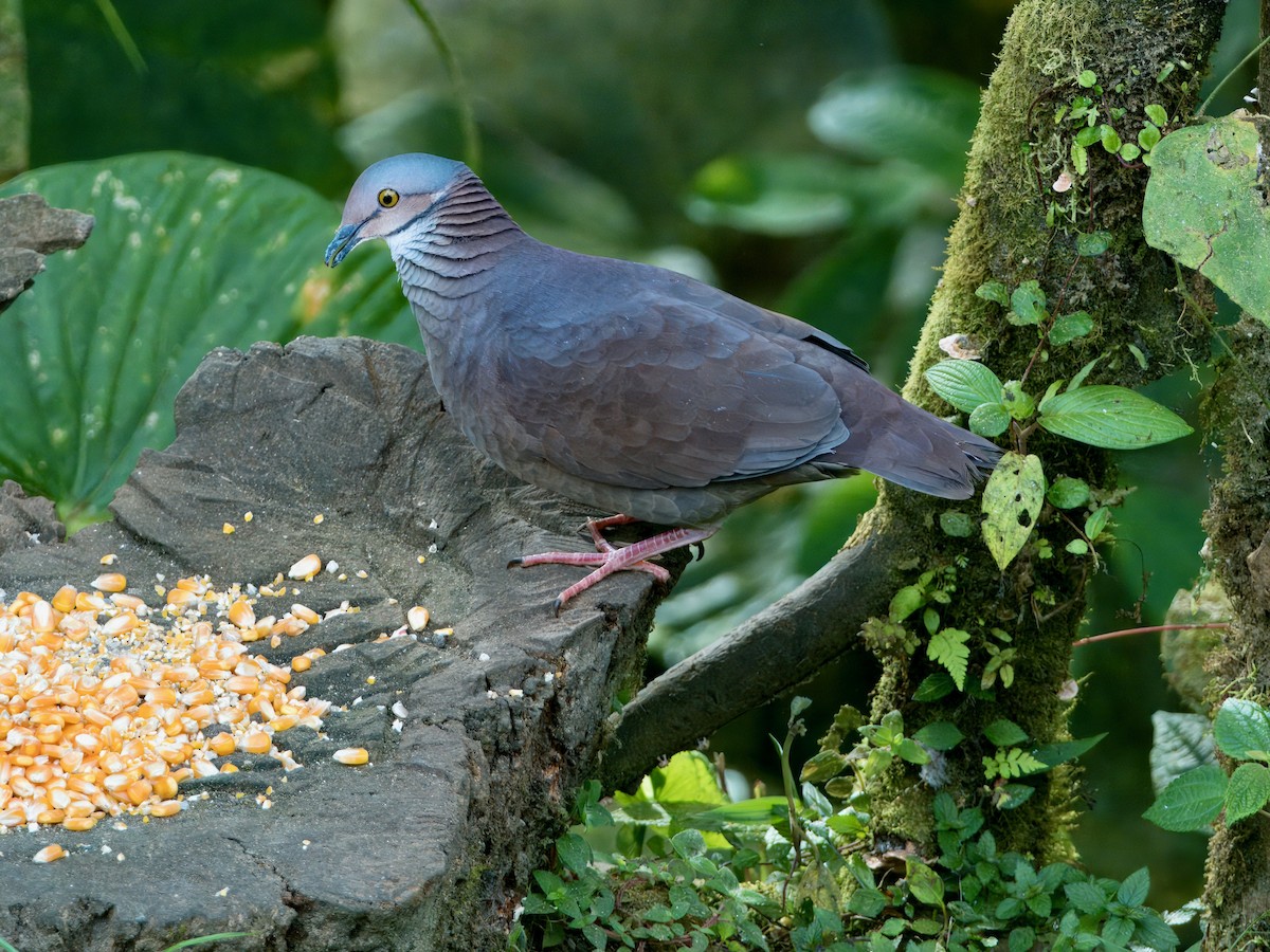 White-throated Quail-Dove - ML627768379