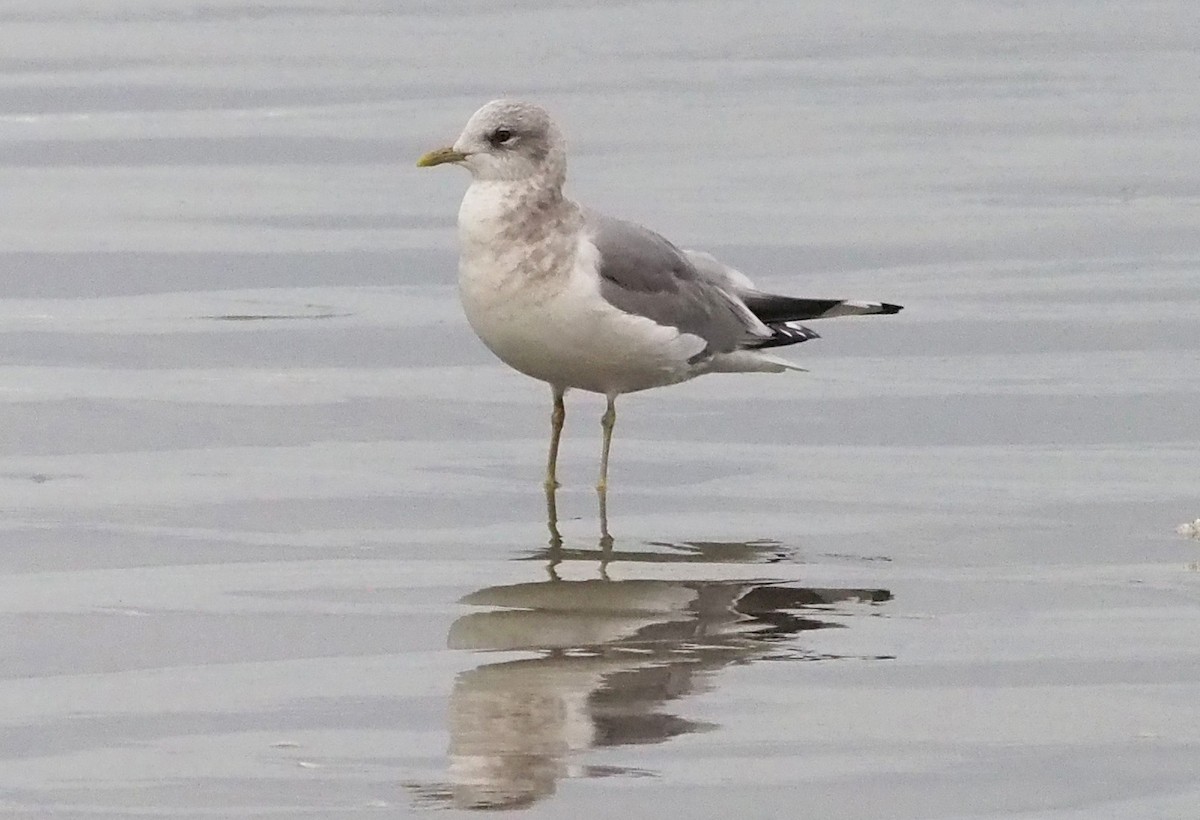 Short-billed Gull - ML627768408