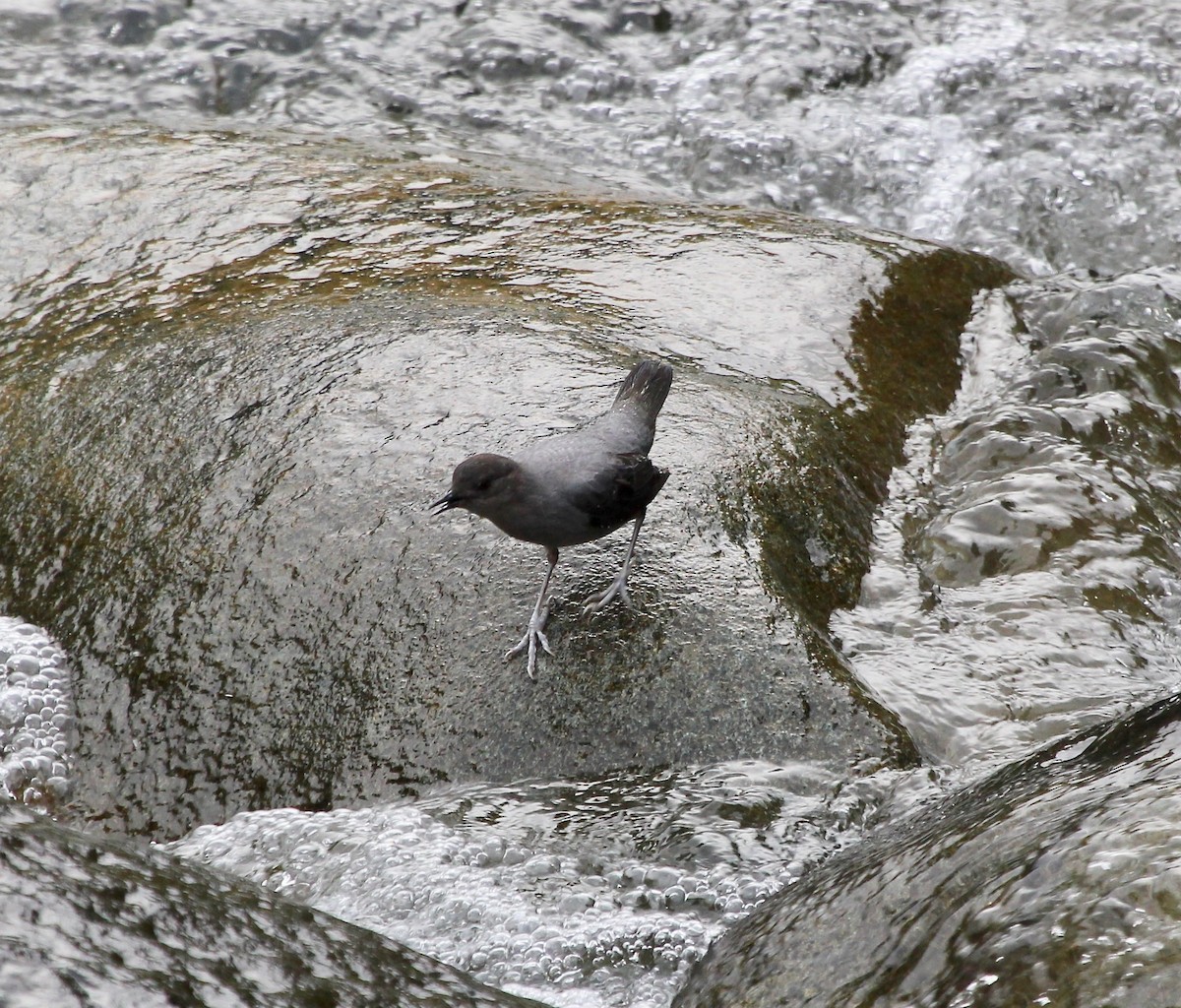 American Dipper - ML627768443