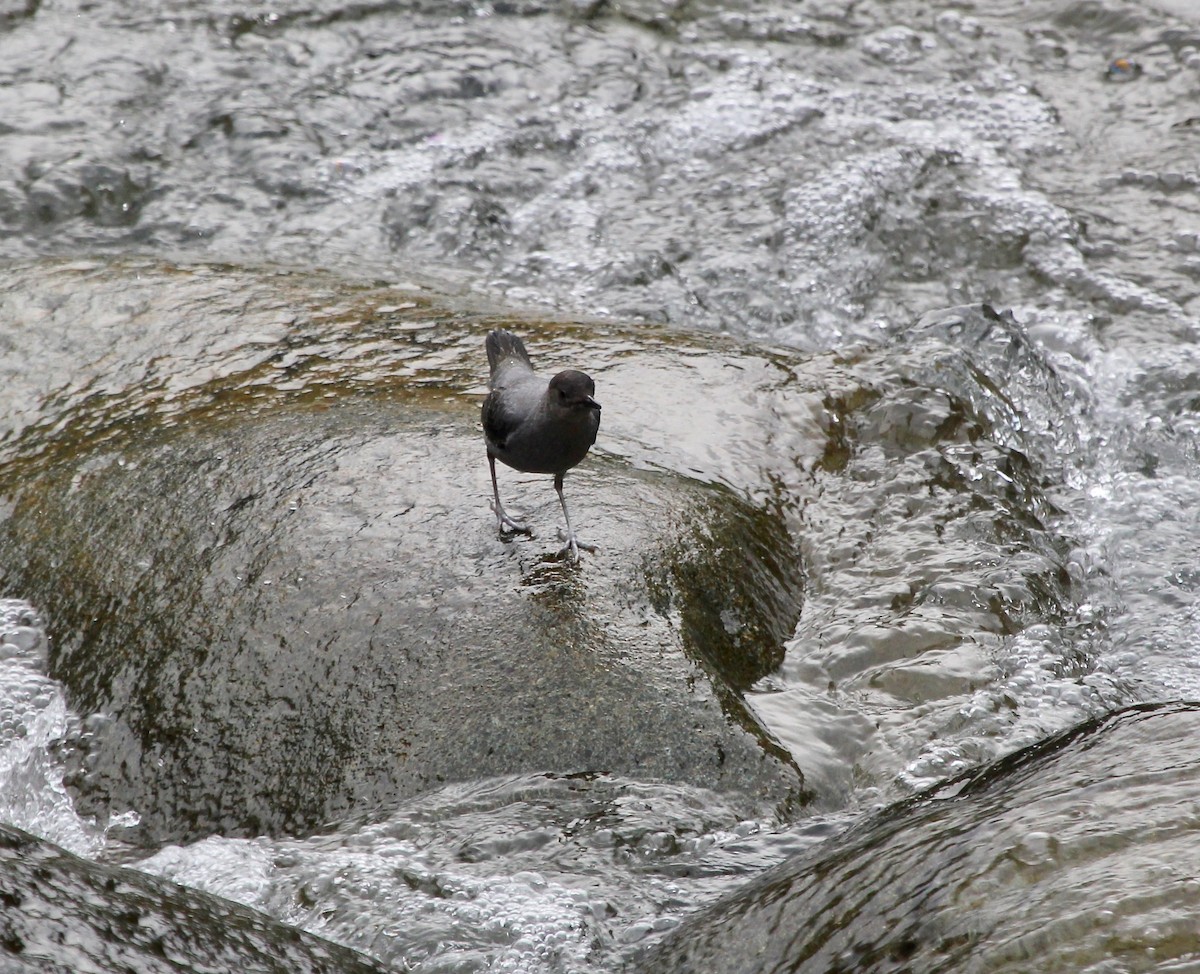 American Dipper - ML627768444