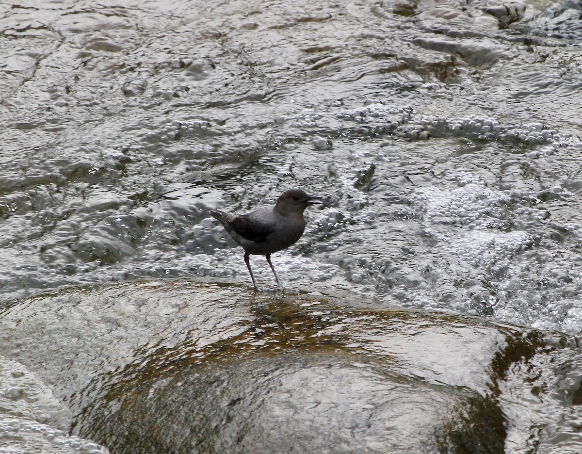 American Dipper - ML627768446