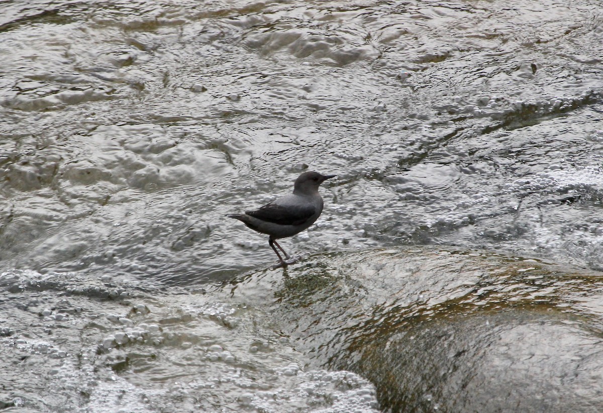 American Dipper - ML627768449