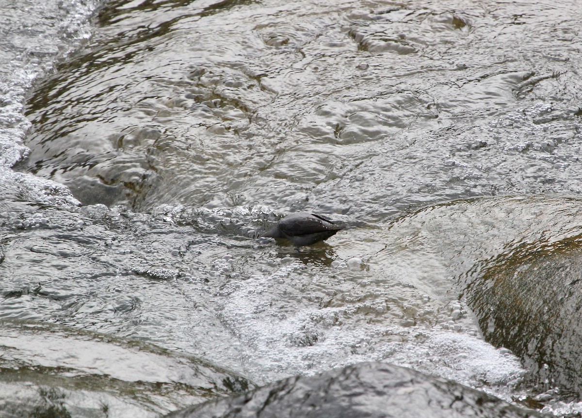 American Dipper - ML627768450