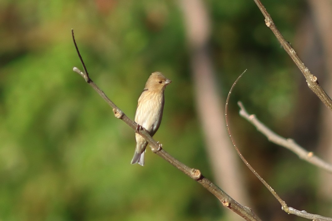 Common Rosefinch - ML627768478