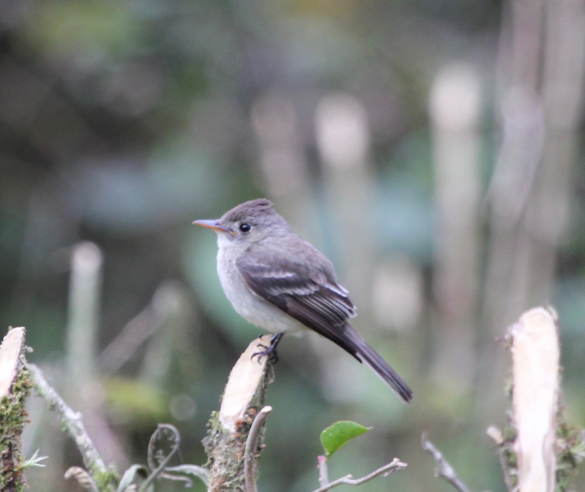 Pibí Tropical (grupo brachytarsus) - ML627768515