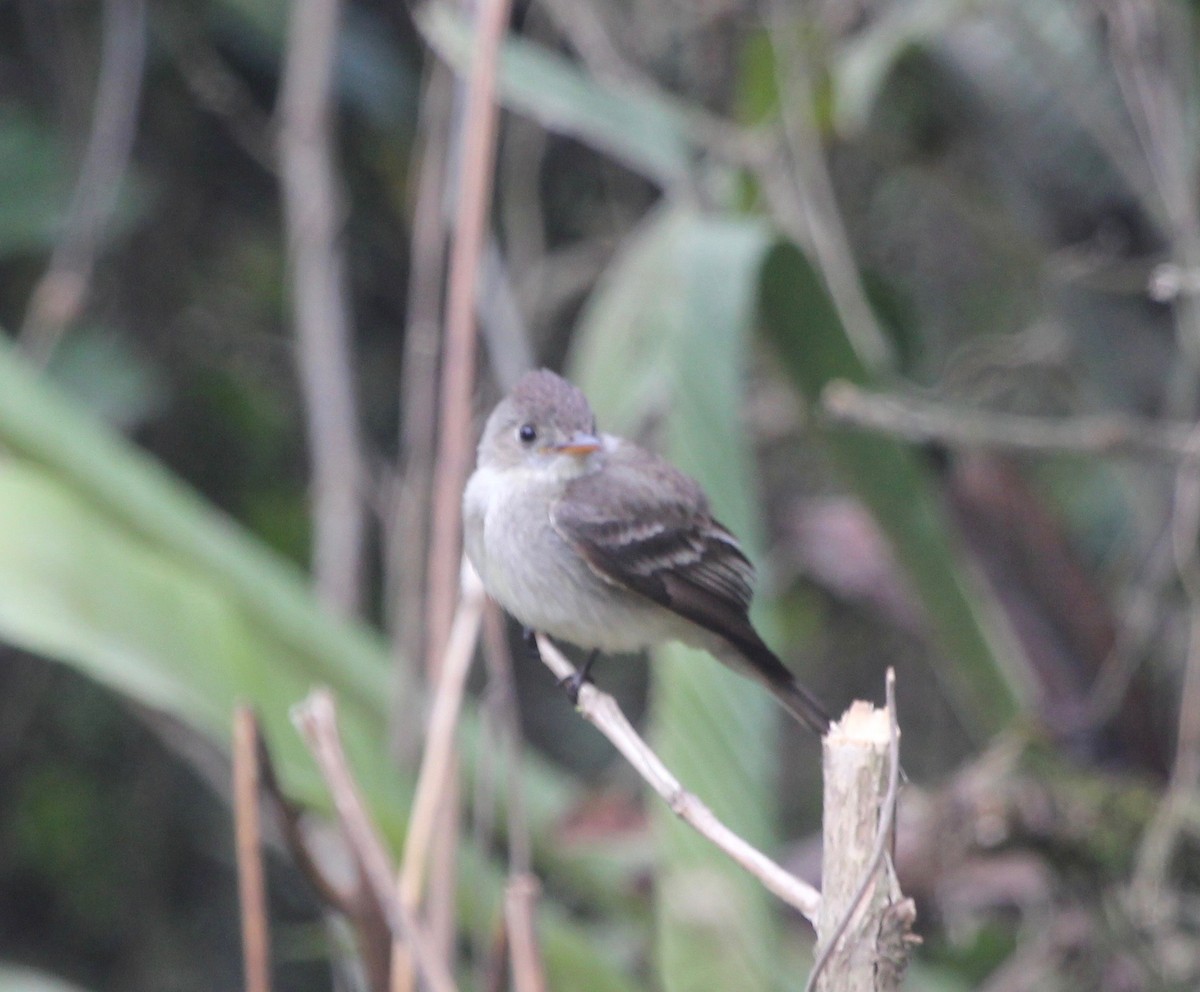 Pibí Tropical (grupo brachytarsus) - ML627768516