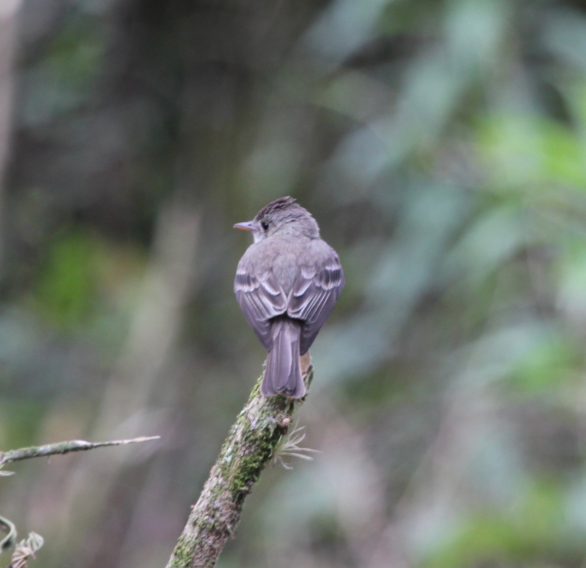 Pibí Tropical (grupo brachytarsus) - ML627768517