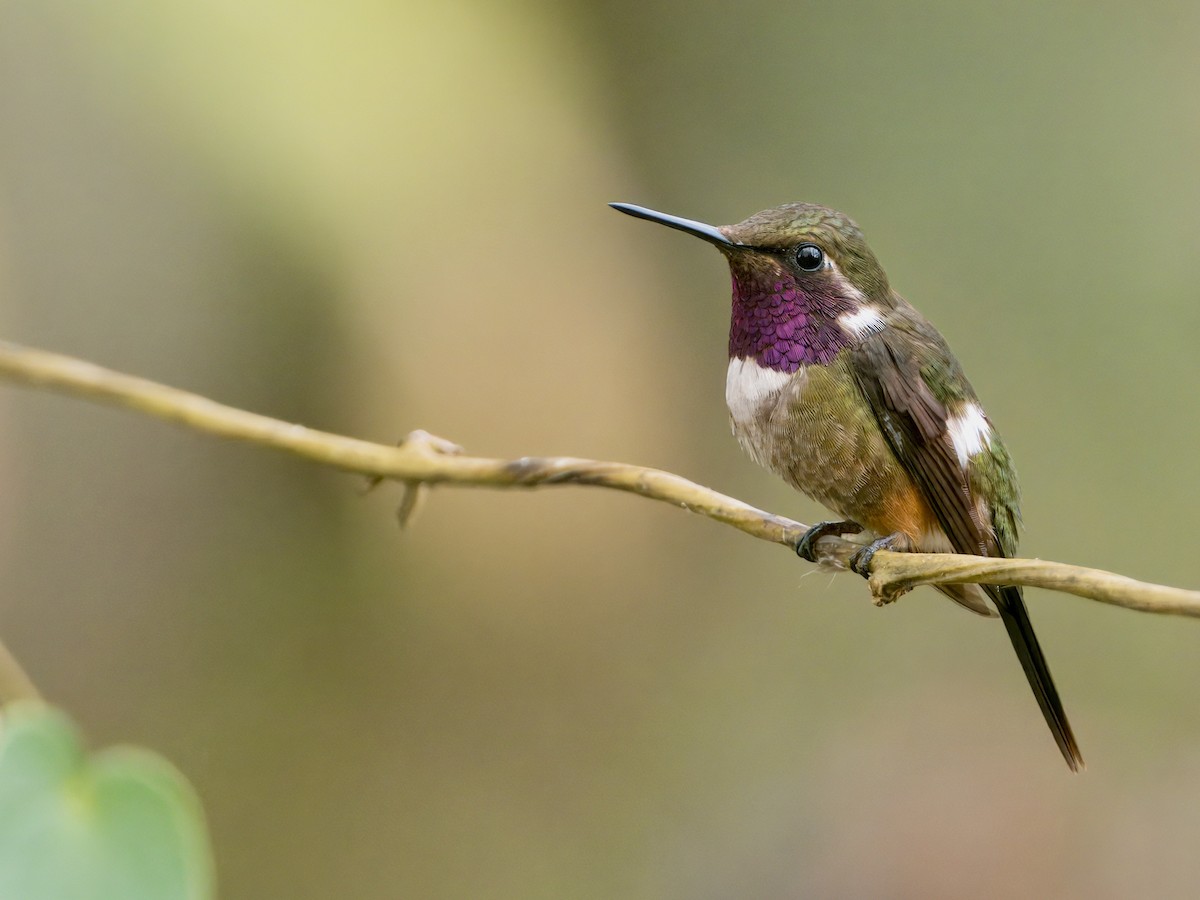 Purple-throated Woodstar - ML627768577