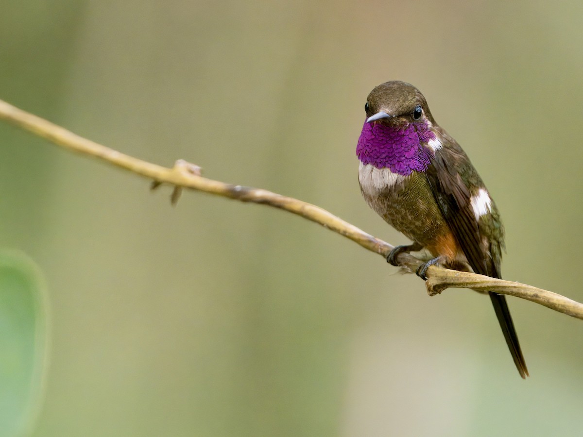 Purple-throated Woodstar - ML627768578