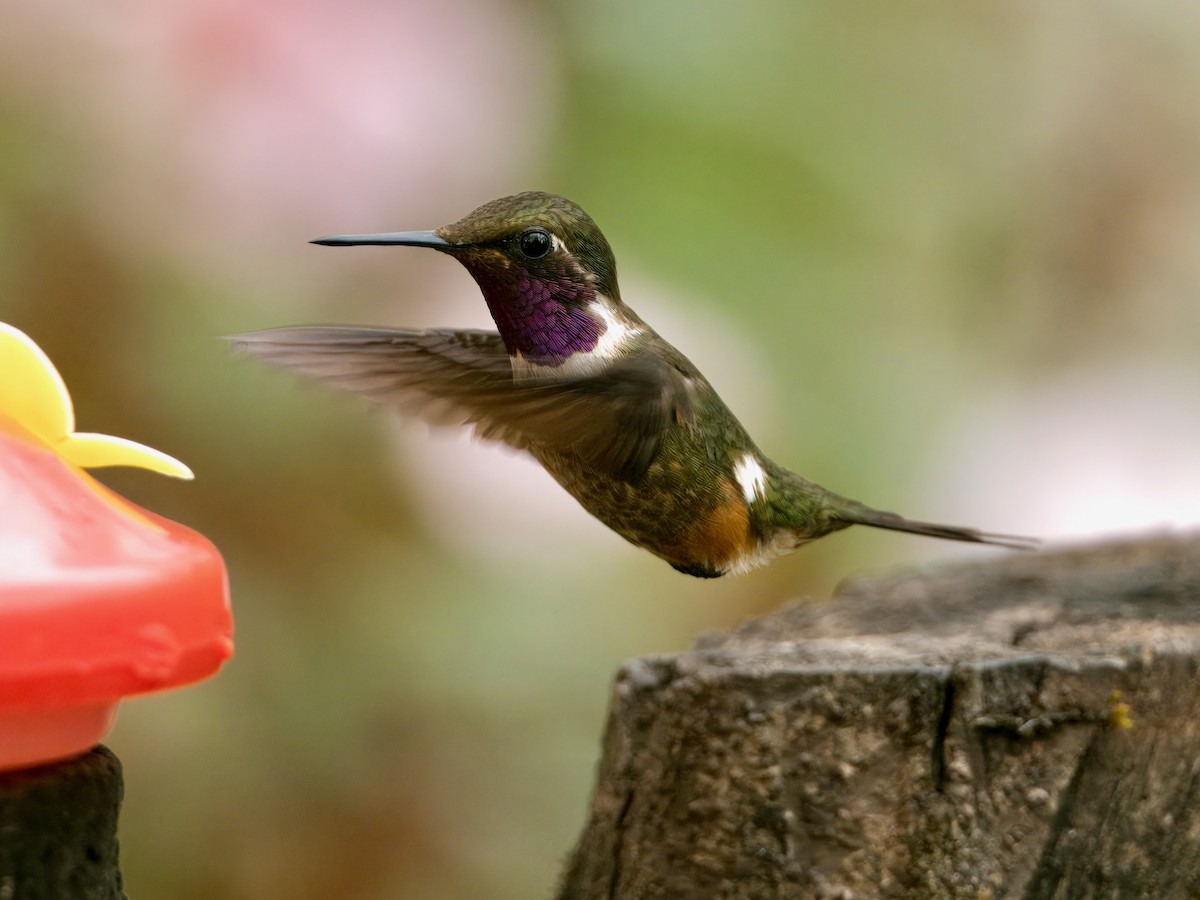 Purple-throated Woodstar - ML627768579