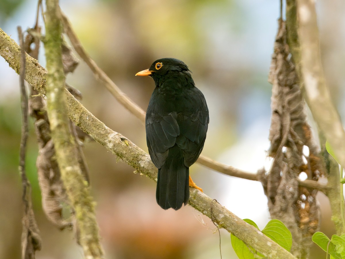 Glossy-black Thrush - ML627768581