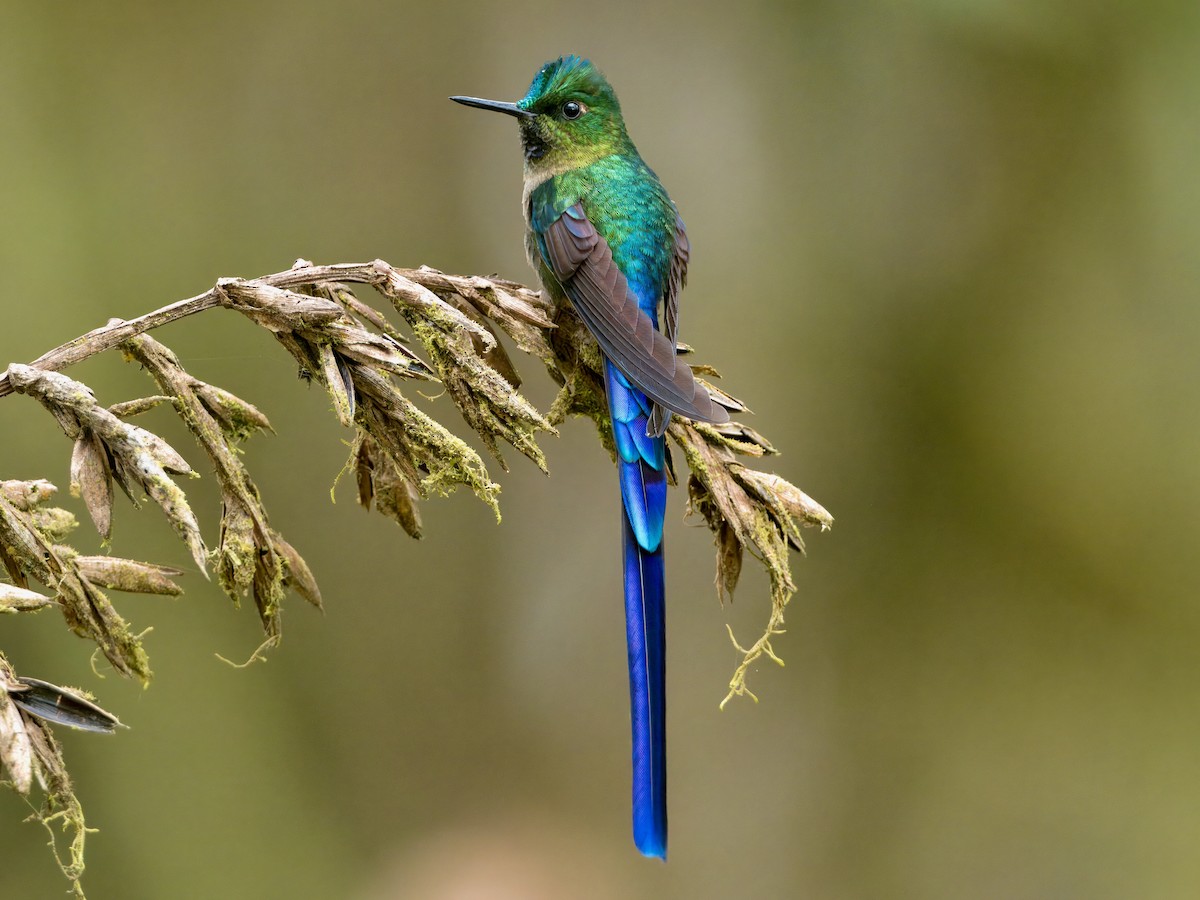 Violet-tailed Sylph - ML627768583