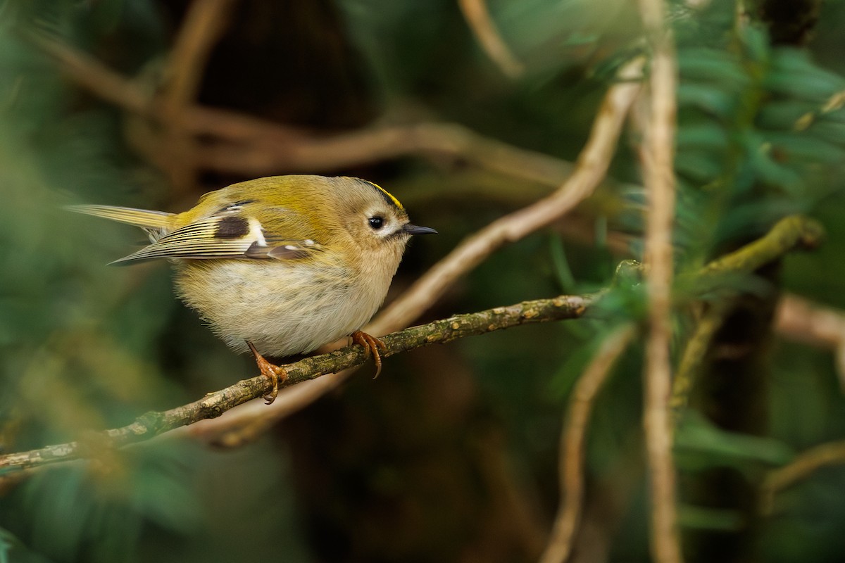 Goldcrest - ML627768600