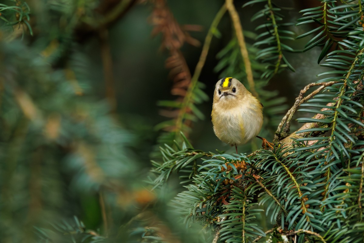 Goldcrest - ML627768601