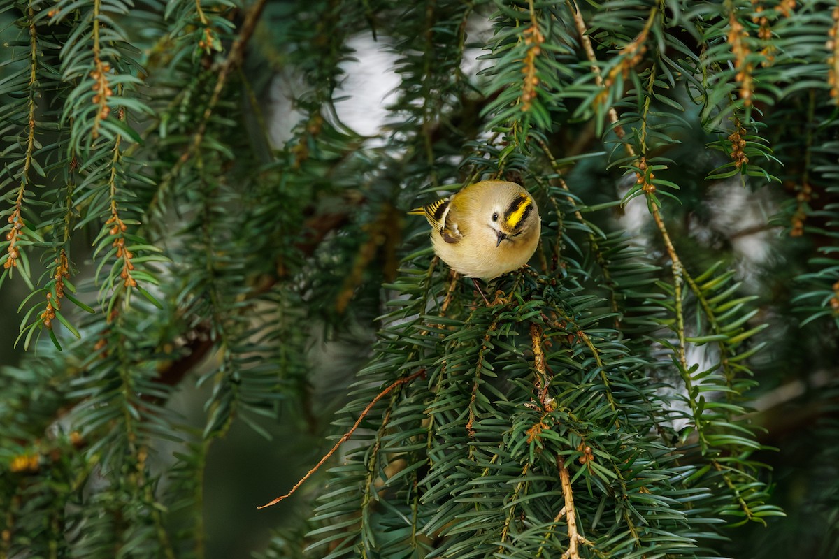 Goldcrest - ML627768602