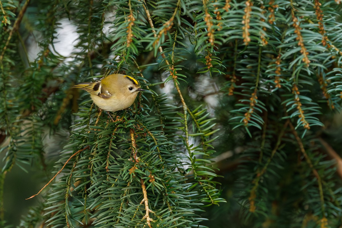 Goldcrest - ML627768603