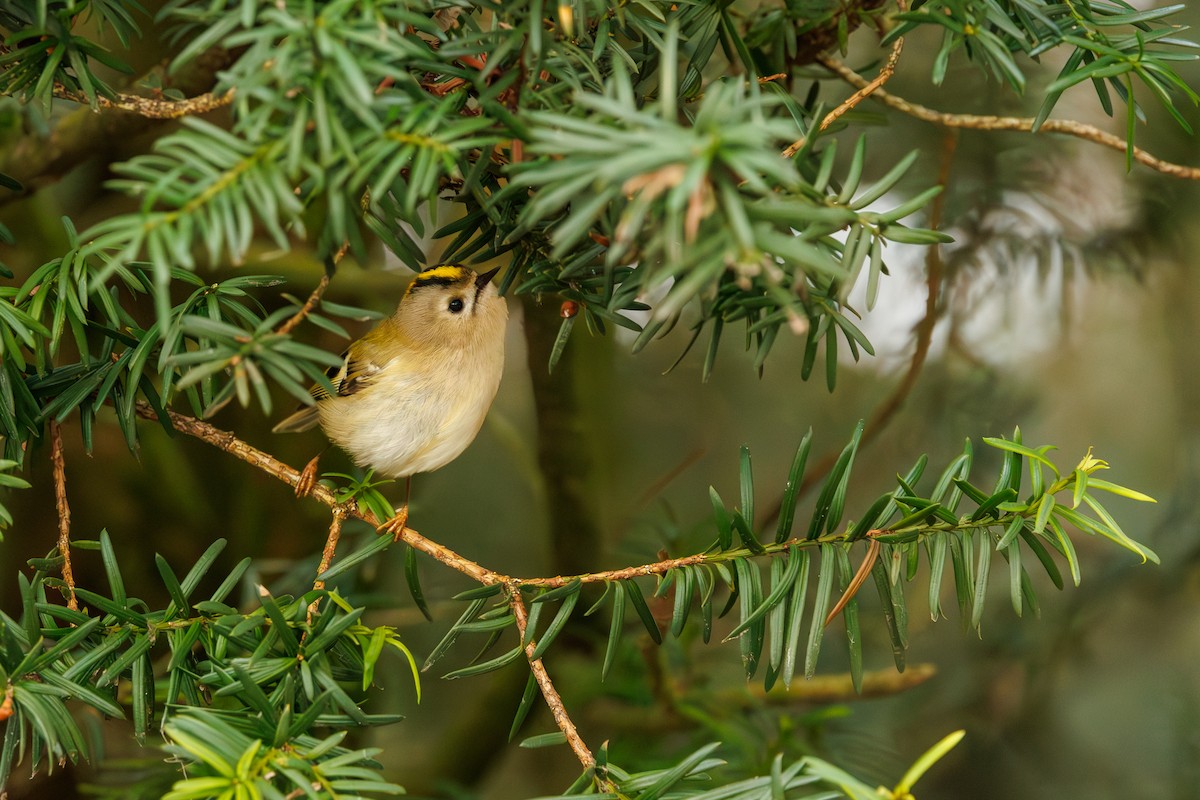 Goldcrest - ML627768604