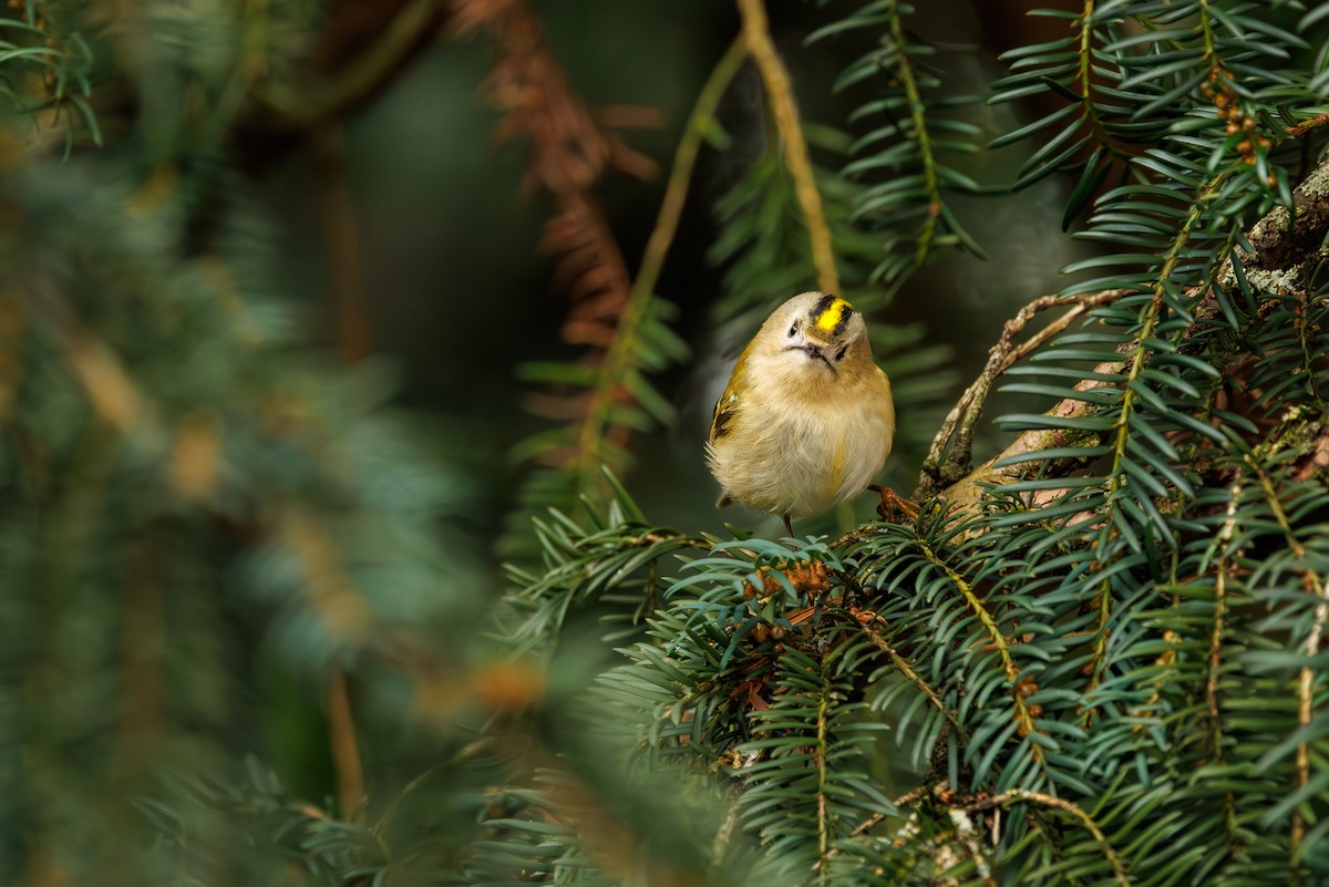 Goldcrest - ML627768605