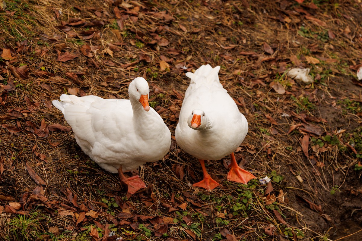 Domestic goose sp. (Domestic type) - ML627768627