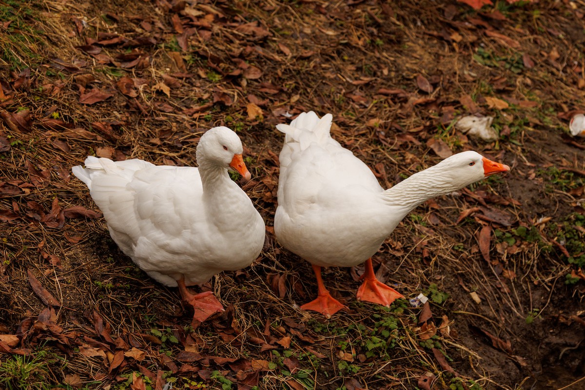 Domestic goose sp. (Domestic type) - ML627768628