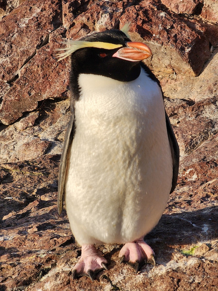 Snares Penguin - ML627768633