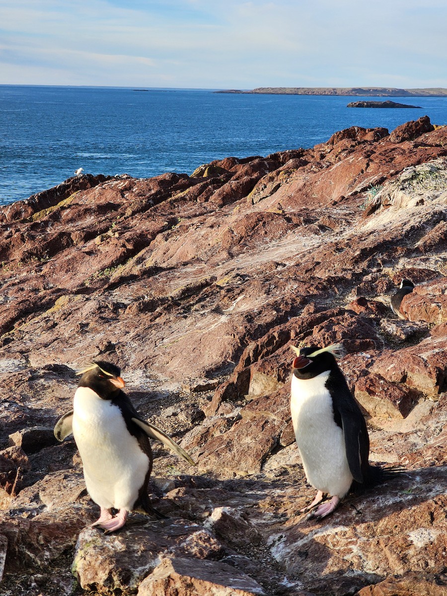 Snares Penguin - ML627768634