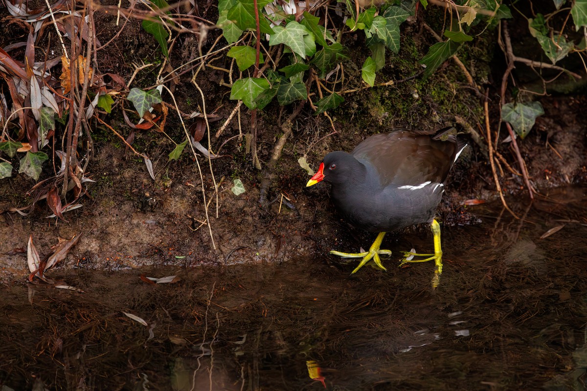 Eurasian Moorhen - ML627768650