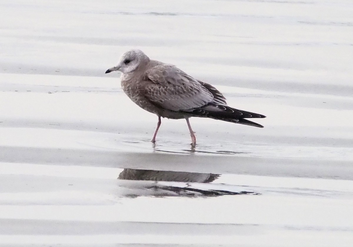 Short-billed Gull - ML627768660