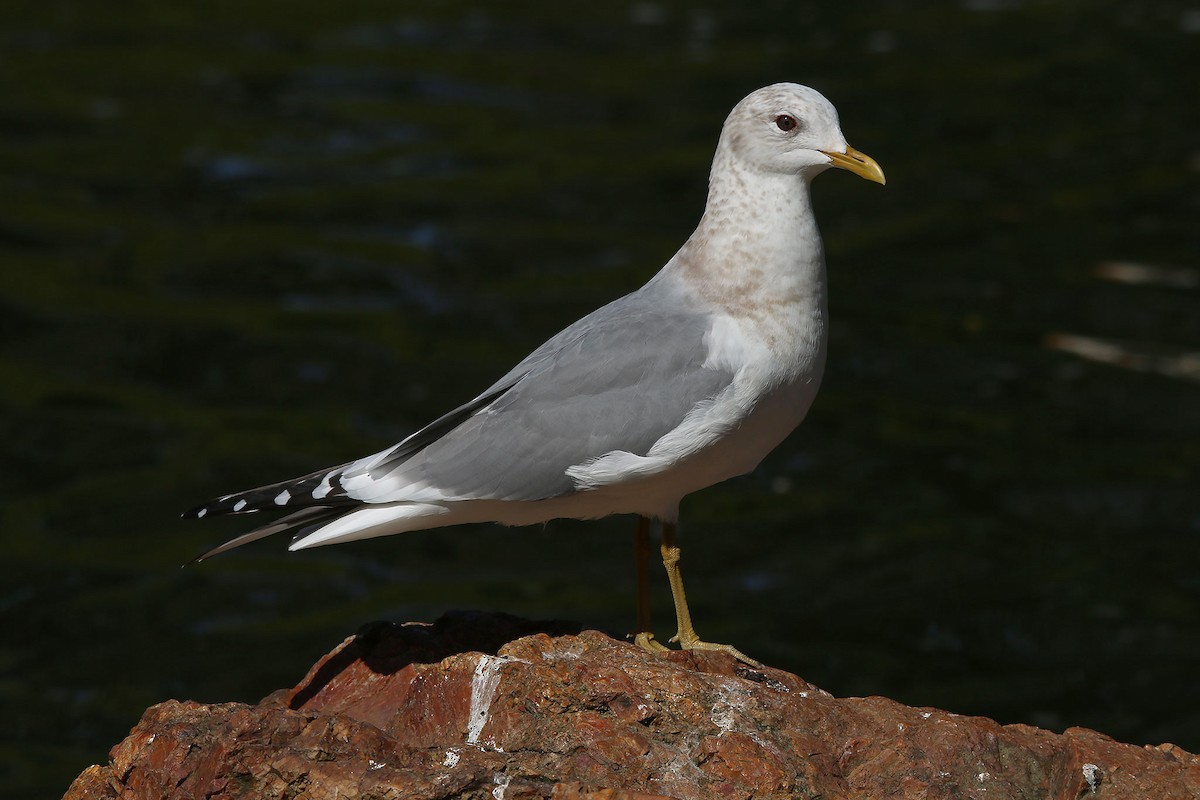 Short-billed Gull - ML627768669