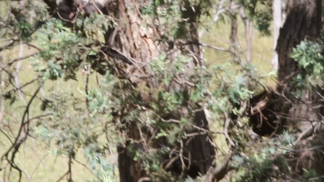 White-winged Chough - ML627768677