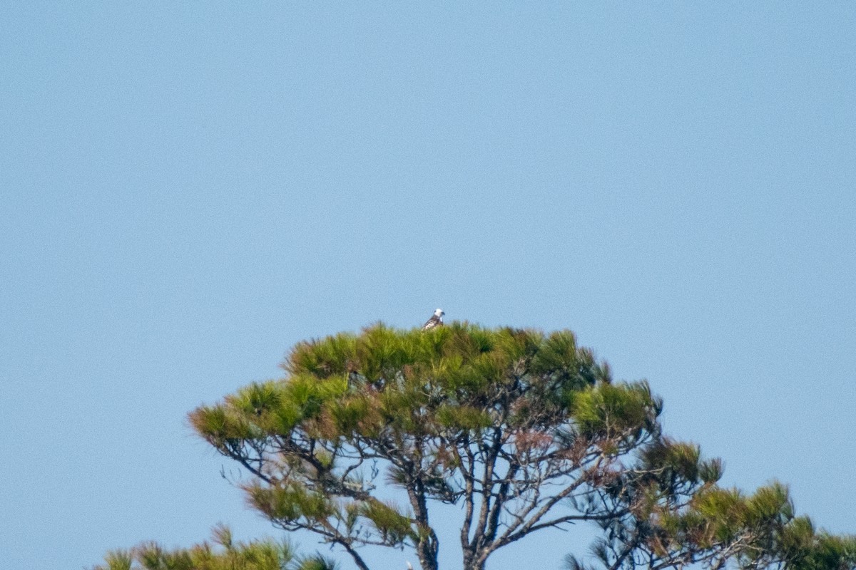Red-tailed Hawk (Krider's) - ML627768715