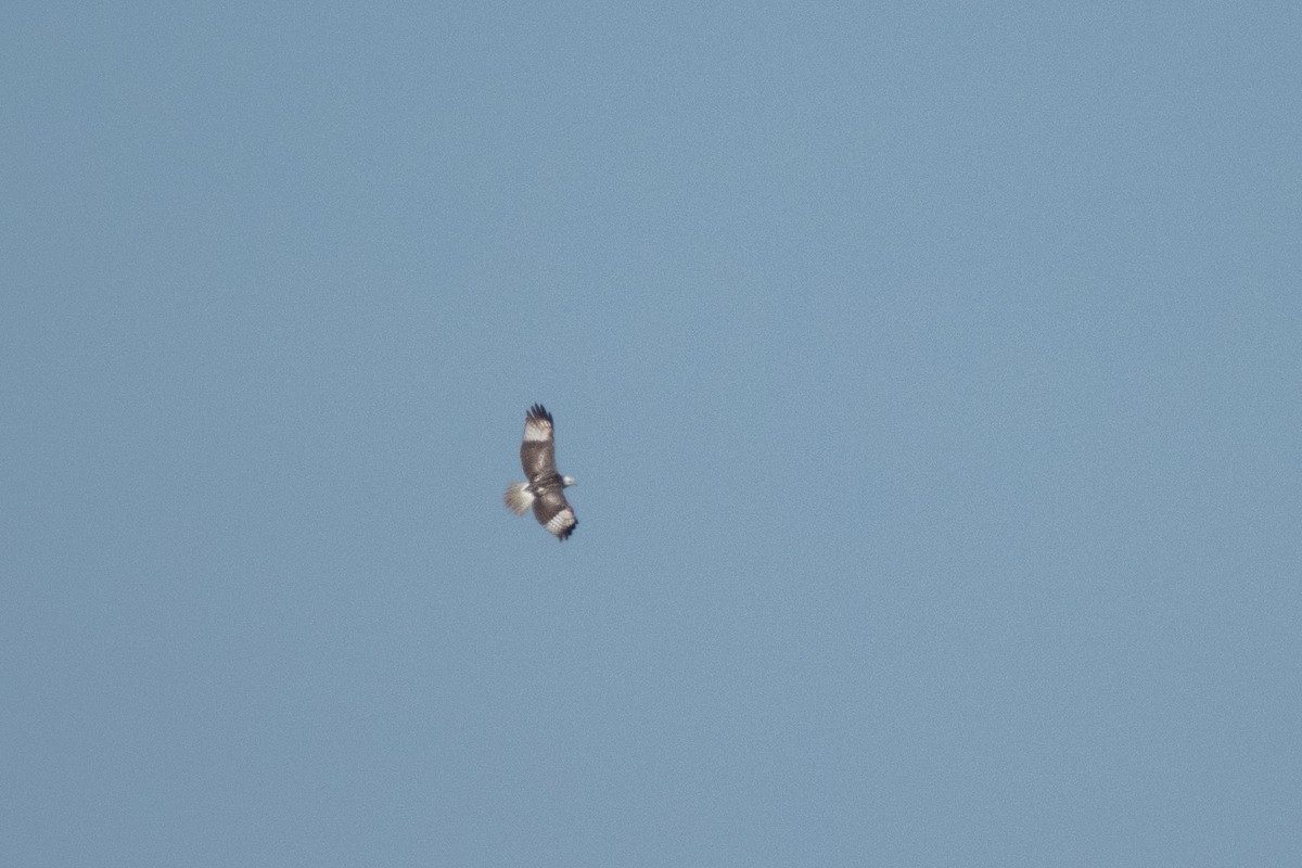 Red-tailed Hawk (Krider's) - ML627768716