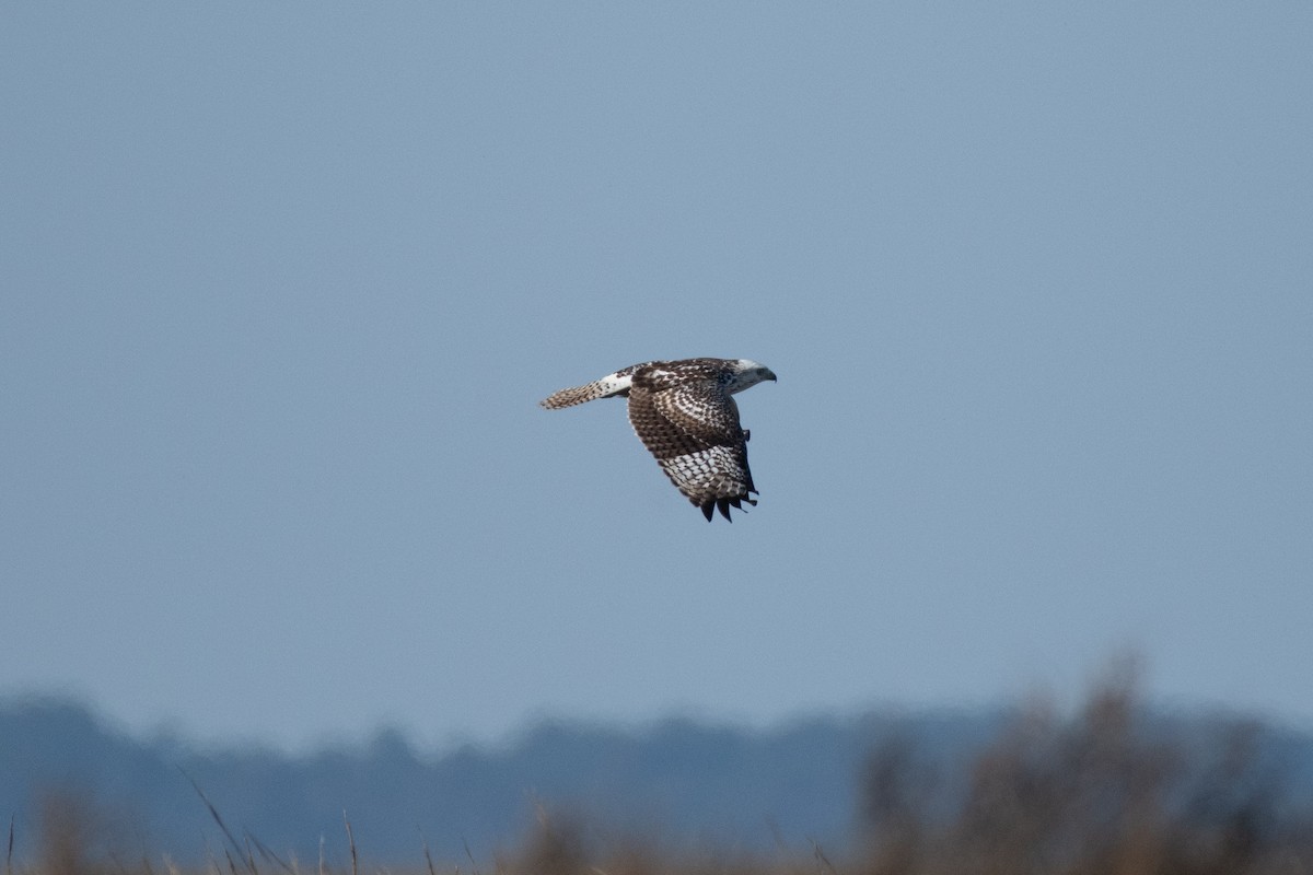 Red-tailed Hawk (Krider's) - ML627768718