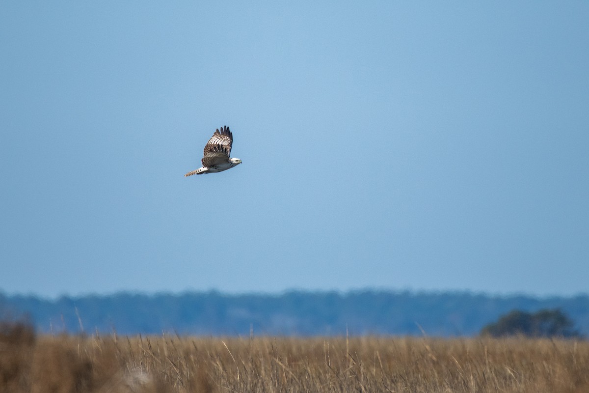 Red-tailed Hawk (Krider's) - ML627768719