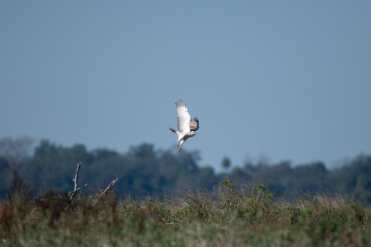 Red-tailed Hawk (Krider's) - ML627768720