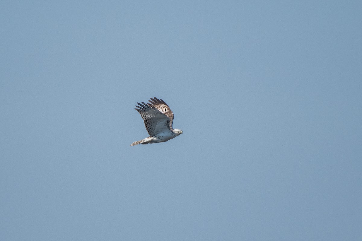 Red-tailed Hawk (Krider's) - ML627768721
