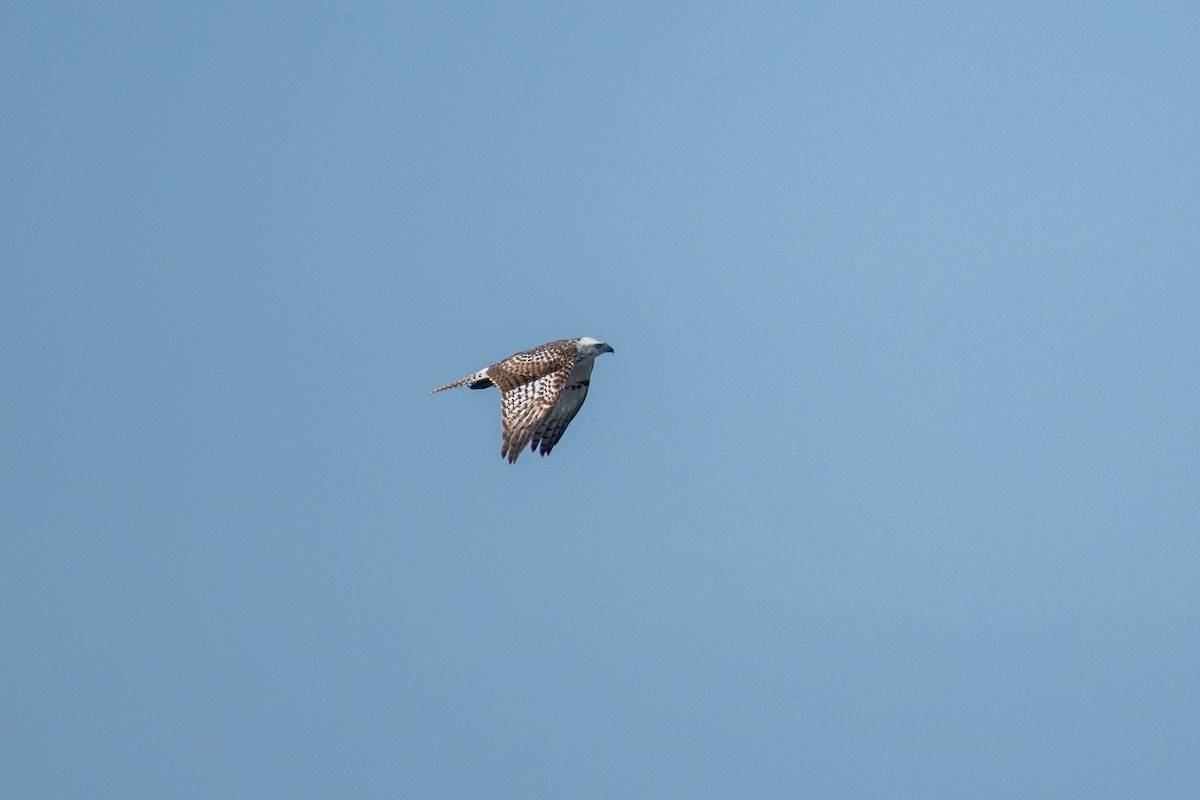 Red-tailed Hawk (Krider's) - ML627768722