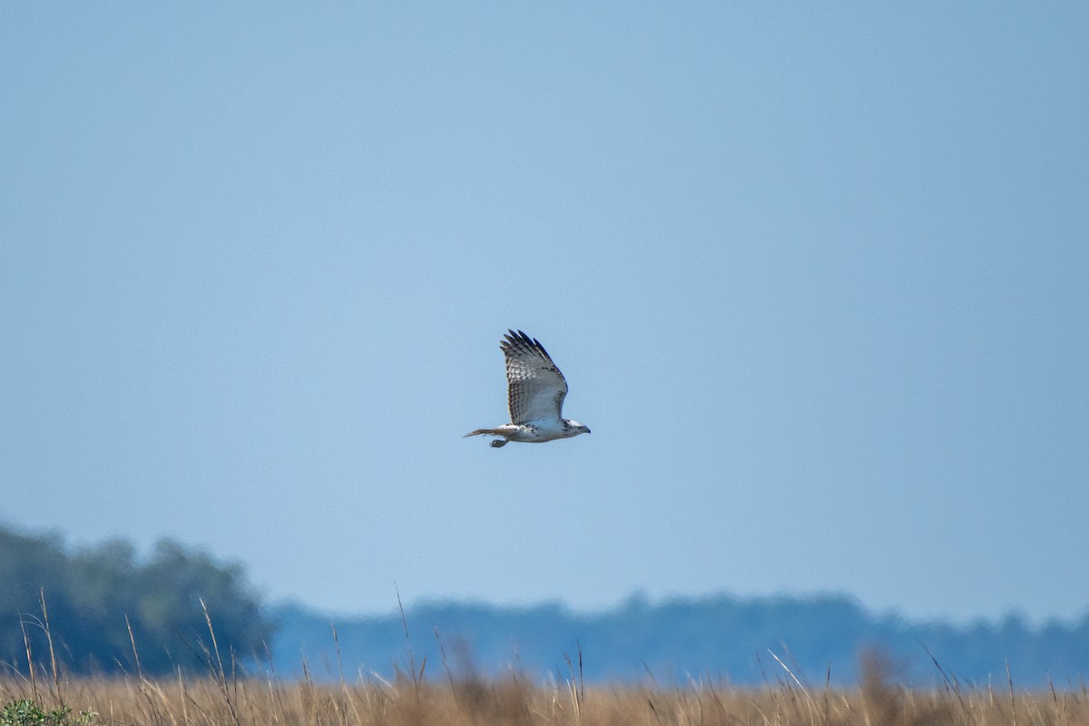 Red-tailed Hawk (Krider's) - ML627768723