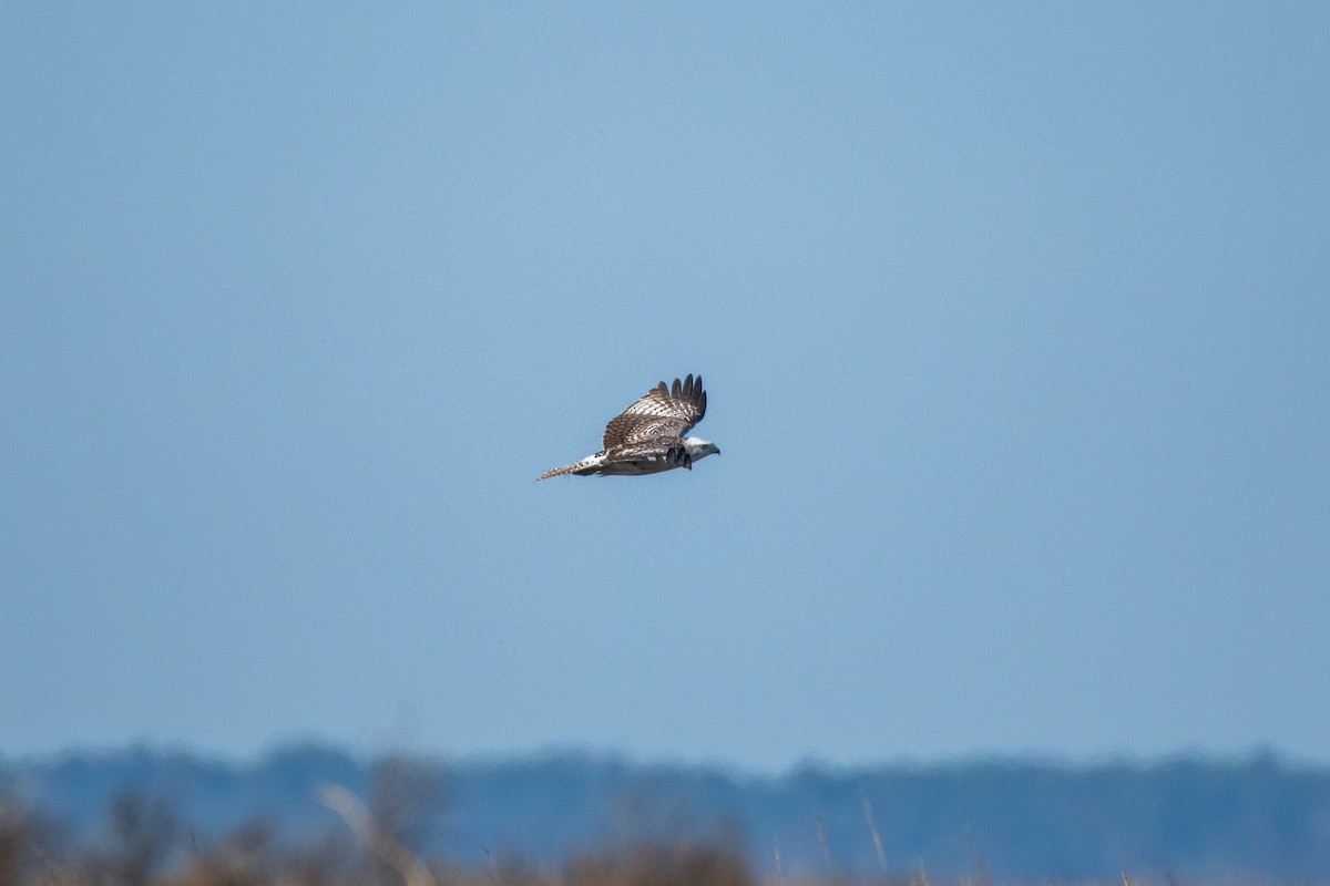 Red-tailed Hawk (Krider's) - ML627768724