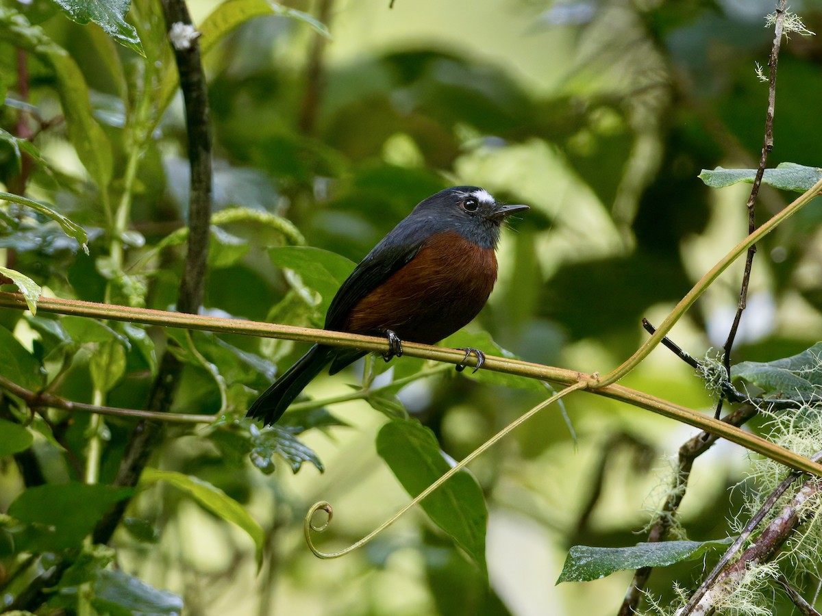 Chestnut-bellied Chat-Tyrant - ML627768825