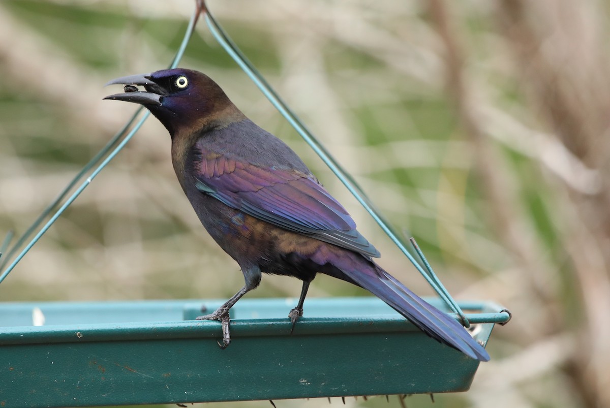 Common Grackle (Florida/Purple) - ML627768829