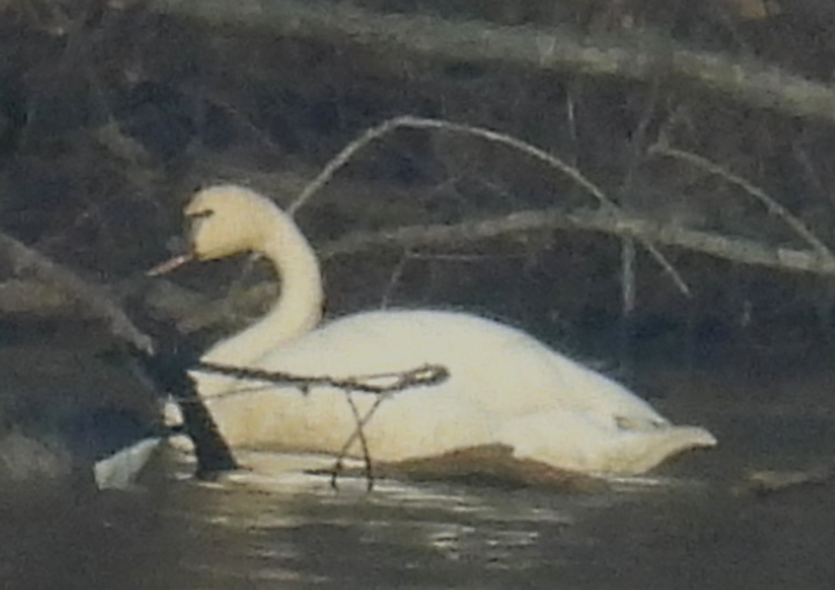 Tundra Swan - ML627768830