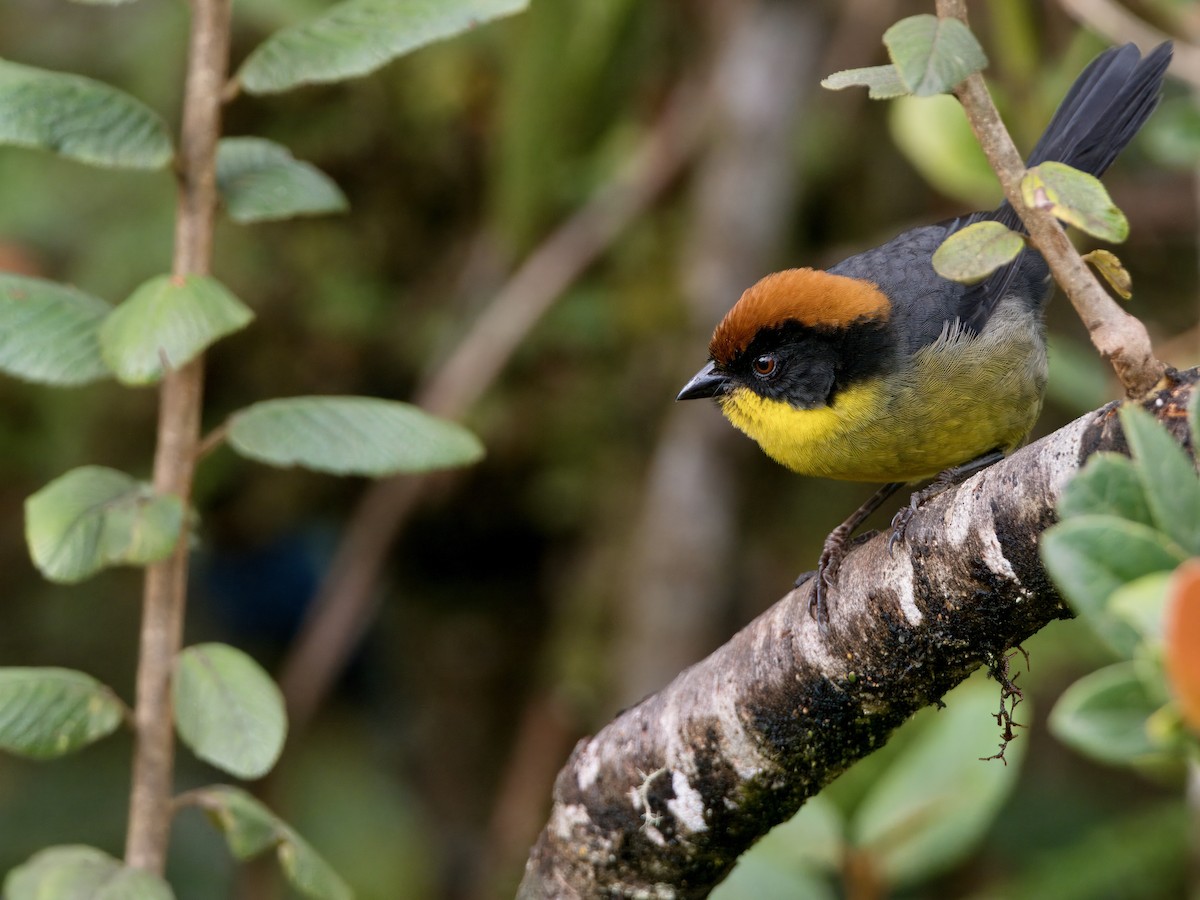 Yellow-breasted Brushfinch - ML627768883