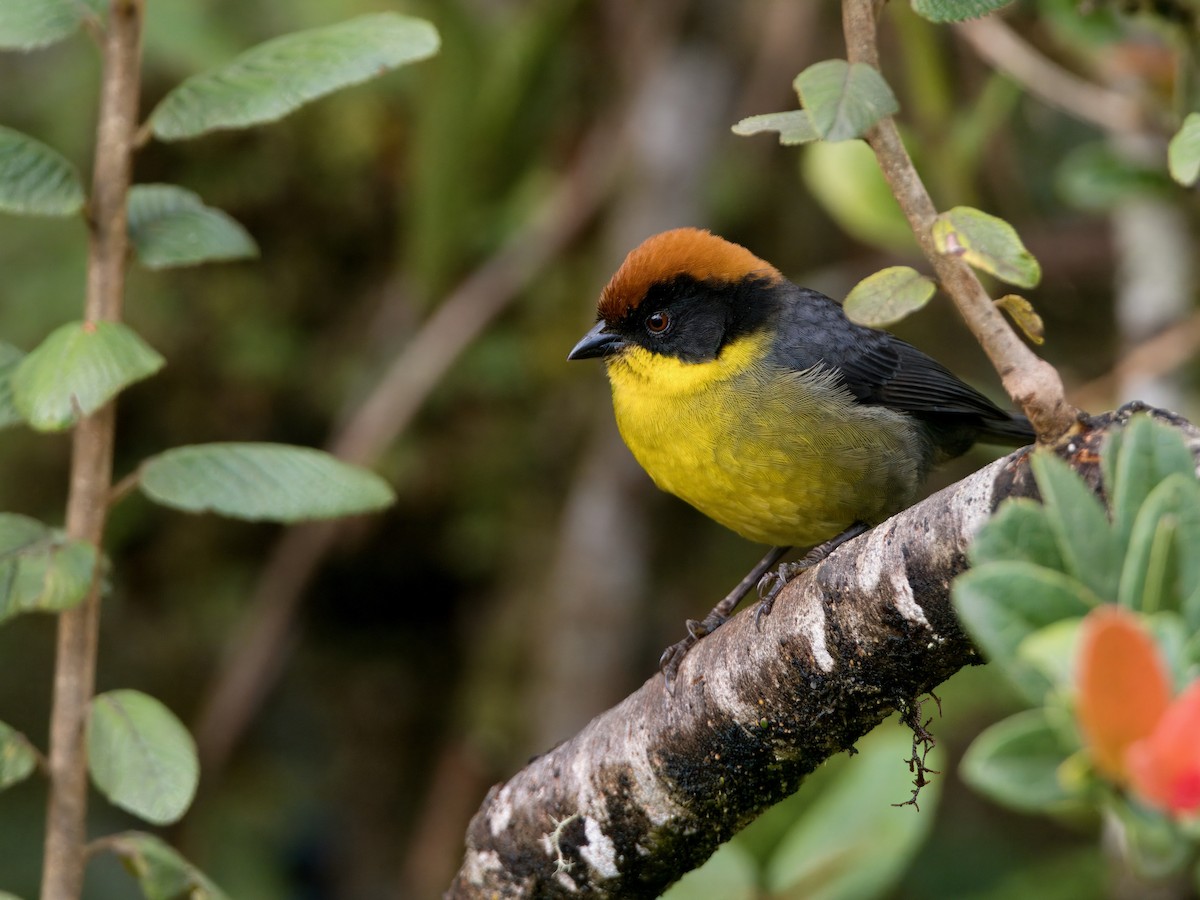 Yellow-breasted Brushfinch - ML627768885