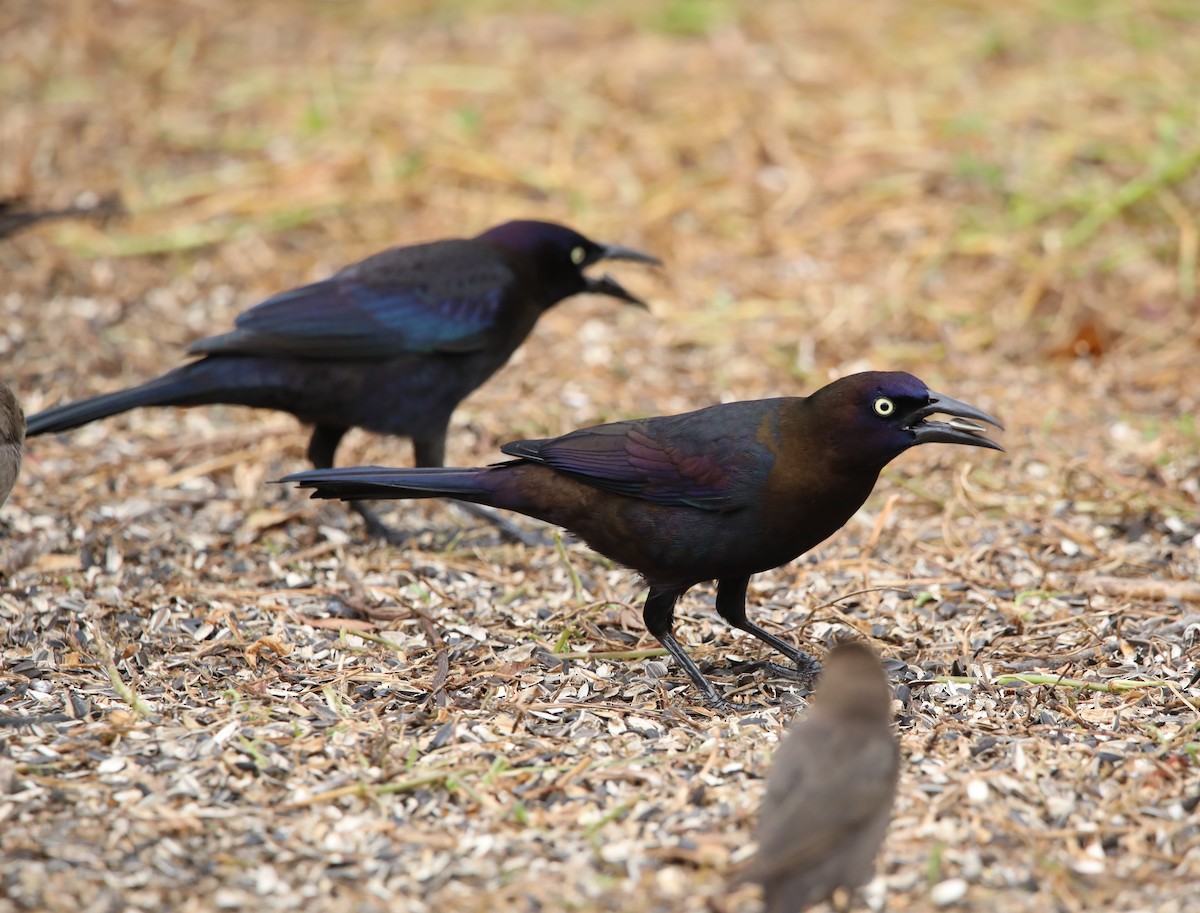 Common Grackle (Florida/Purple) - ML627768907